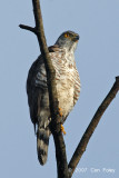 Goshawk, Crested @ Menanggol River