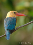 Kingfisher, Stork-billed @ Kinabatangan
