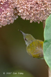 Sunbird, Plain (female) @ Danum Valley