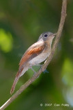 Philentoma, Rufous-winged (female) @ Danum Valley