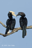 Hornbill, Black @ Kinabatangan River