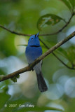 Monarch, Black-naped (male)