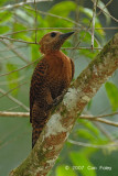 Woodpecker, Rufous (female)