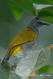 Bulbul, Grey-bellied