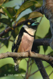 Broadbill, Black-and-yellow (male - singing)