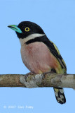 Broadbill, Black-and-yellow (female)
