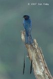 Drongo, Lesser Racket-tailed @ Jelai Resort