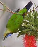 Leafbird, Orange-bellied (male) @ Jelai Resort