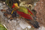 Woodpecker, Crimson-winged (female)