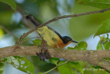 Sunbird, Ruby-cheeked (male)