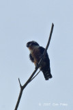 Falconet, Black-thighed @ The Old Road