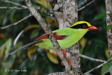 Magpie, Green @ Jelai Resort