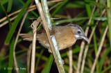 Babbler, Grey-throated @ Jelai Resort