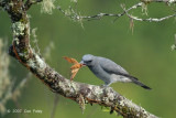 Cuckooshrike, Javan @ Jelai Resort