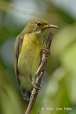 Sunbird, Purple-Throated (juvenile) @ Pulau Ubin