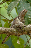 Frogmouth, Blyths (with chick) @ Bukit Rengit