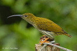 Spiderhunter, Streaked @ Maxwell Hill