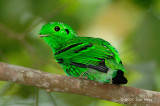 Broadbill, Green (male)