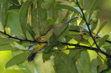 Spiderhunter, Thick-billed @ Panti