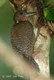 Woodpecker, Buff-necked (male)