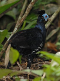 Fireback, Crested (male) @ Swamp Loop