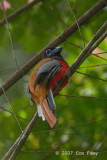 Trogon, Diards (male) @ Teresek Trail