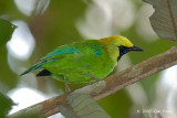 Leafbird, Blue-winged (male) @ Lubok Simpon