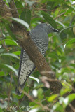 Cuckooshrike, Bar-bellied @ Mutiara