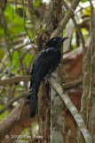 Drongo, Greater Racket-tailed @ Camping Grounds
