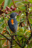 Flowerpecker, Orange-bellied (male) @ Nusa Camp