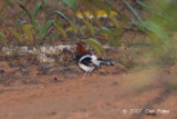 Forktail, Chesnut-naped (male) @ Nusa Camp