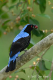 Bluebird, Asian Fairy
