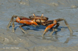 Crab @ Kuala Gula