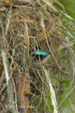Broadbill, Black-and-yellow (in nest)