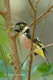 Broadbill, Black-and-yellow (with nesting material)