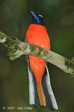 Trogon, Scarlet-rumped (male)