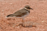 Plover, Little Ringed (juvenile) @ Changi