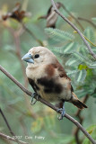 Munia, White-headed (juvenile) @ Changi