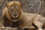 Lion (male)