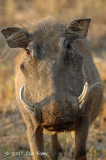 Warthog