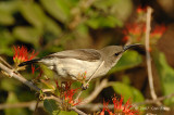 Sunbird, Whitebellied (female)