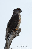 Hawk, African Cuckoo (female)