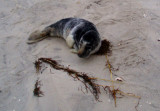 Beached seal