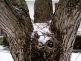 Gnarly winter tree