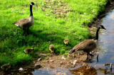 Goose family