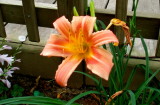 Day lily 2007