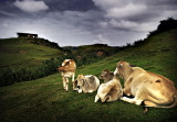 batanes009.jpg