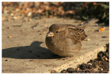 Moineau