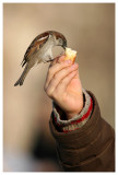 Les enfants aux oiseaux