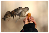 Les enfants aux oiseaux